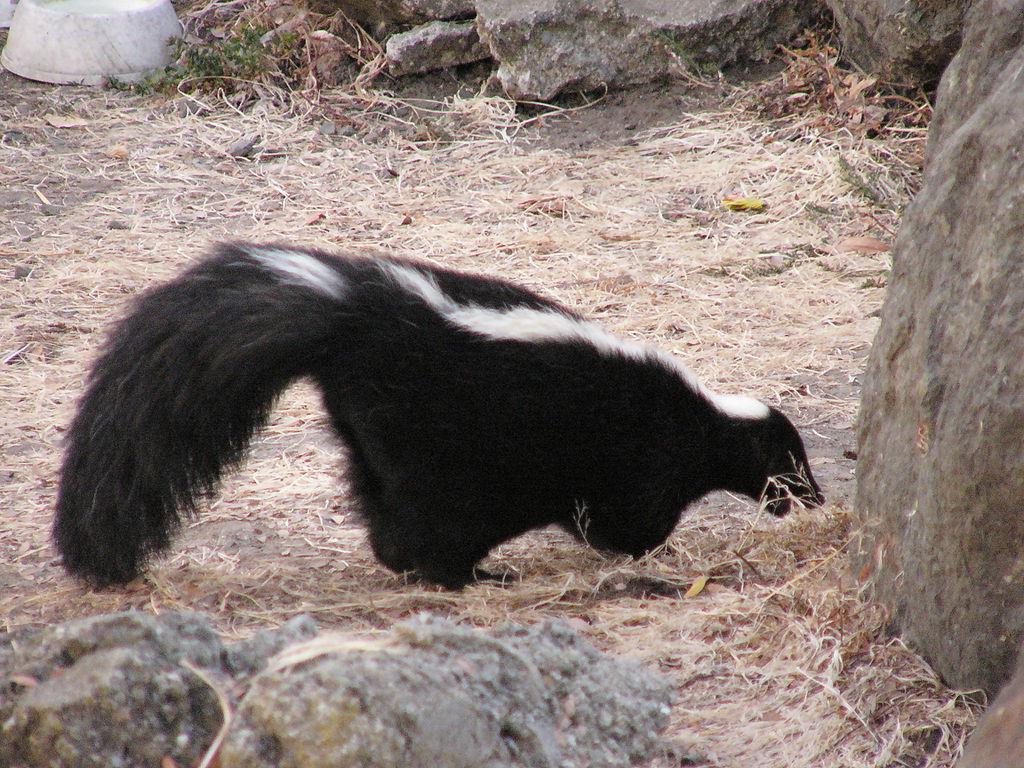 Problems With Skunks in Long Island NY